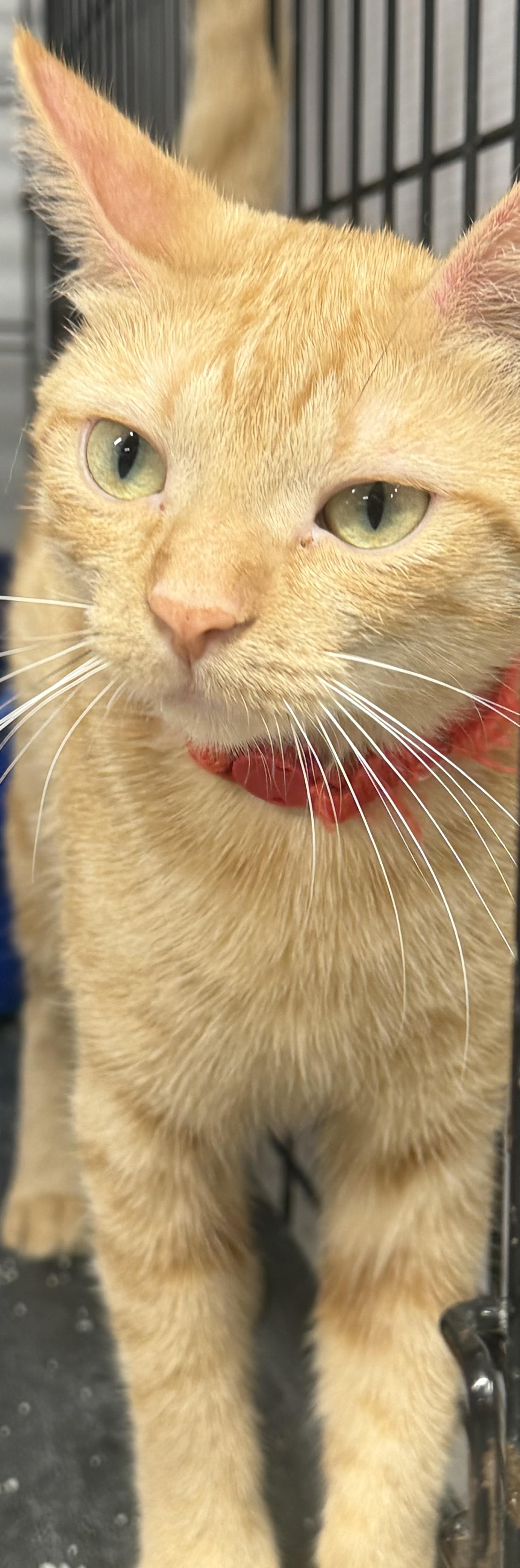 Enlarge Oren, a Adoptable Domestic Short Hair in Mears, MI image 2/5