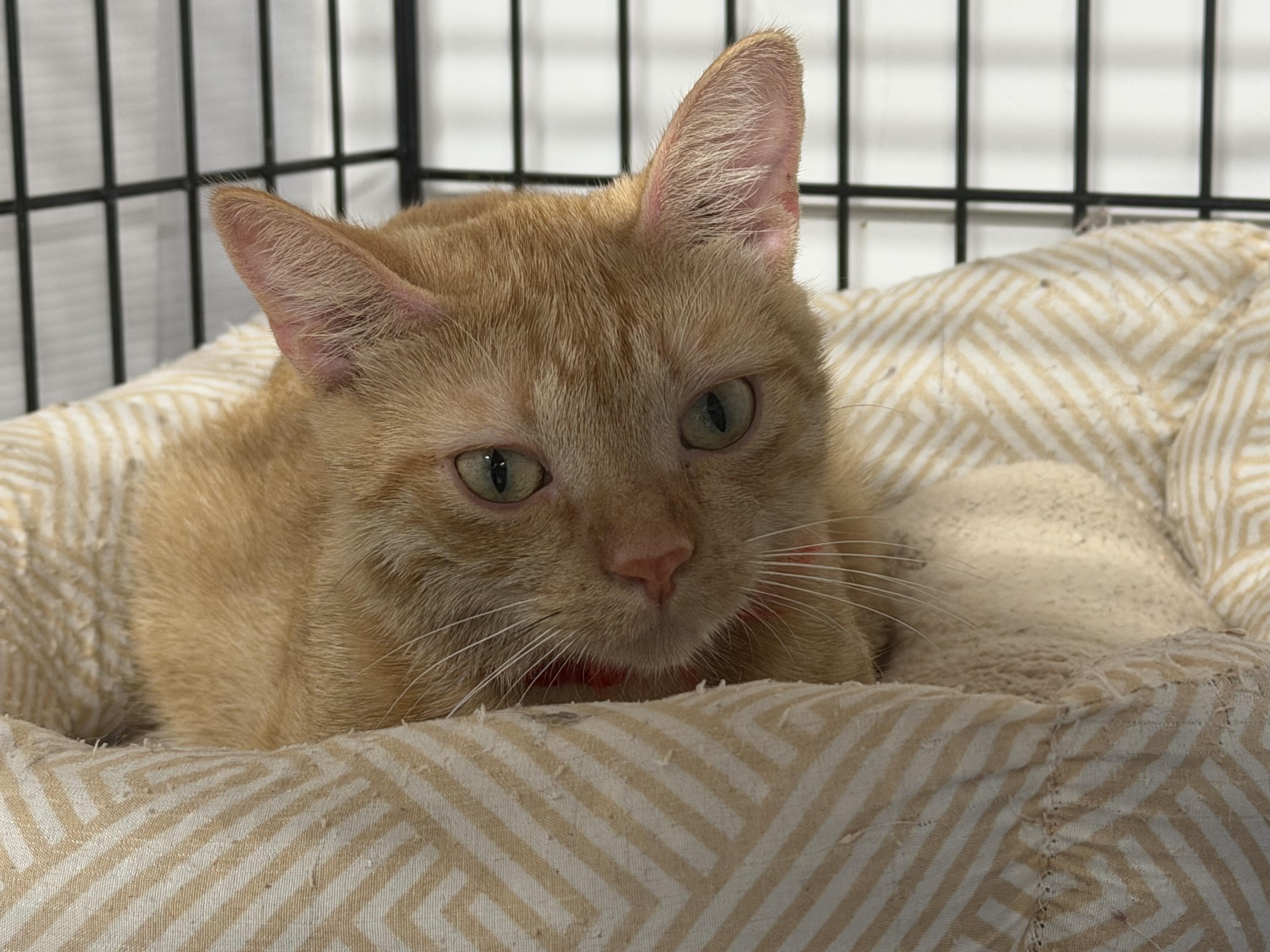 Enlarge Oren, a Adoptable Domestic Short Hair in Mears, MI image 4/5