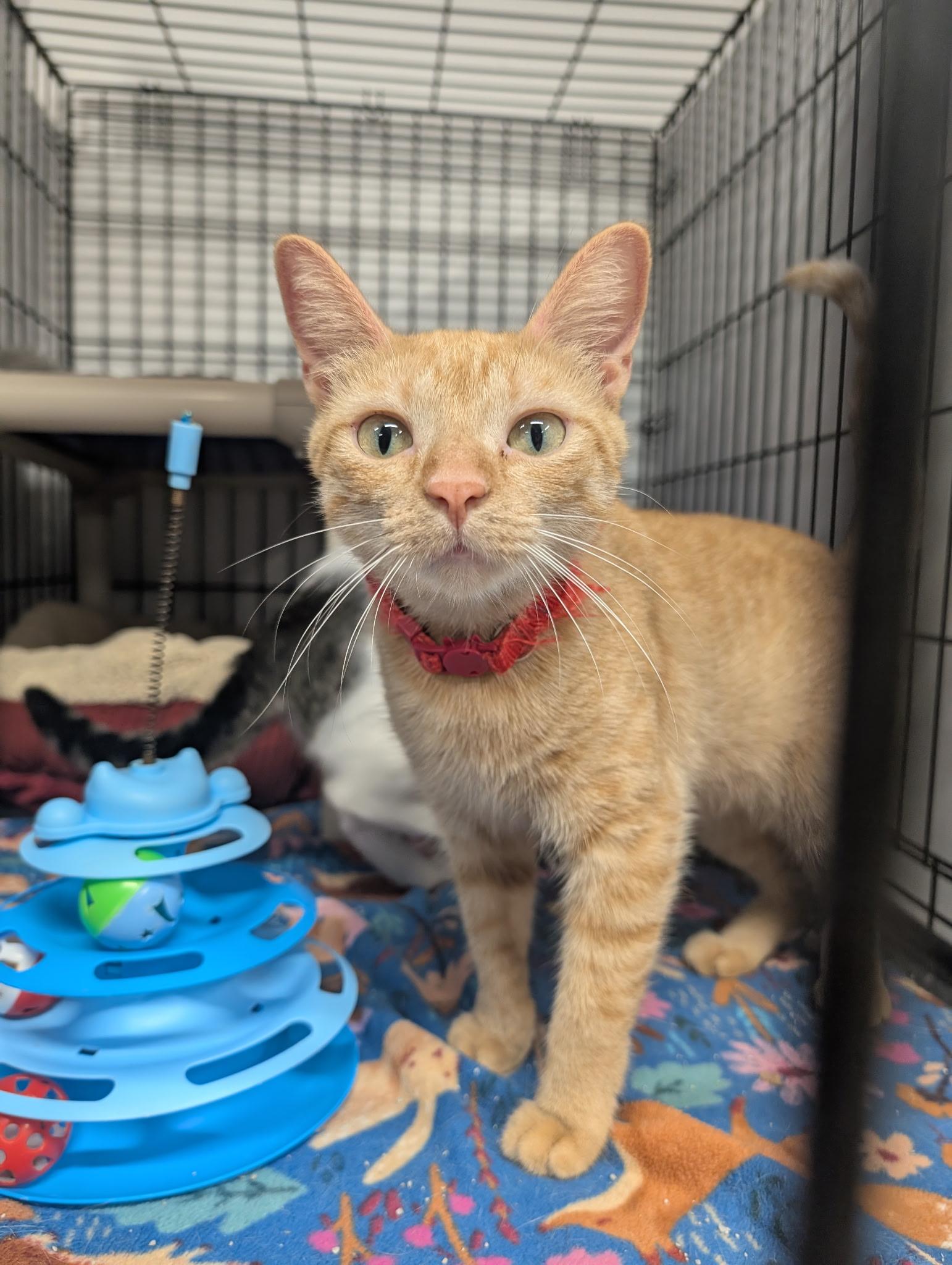 Enlarge Oren, a Adoptable Domestic Short Hair in Mears, MI image 3/5