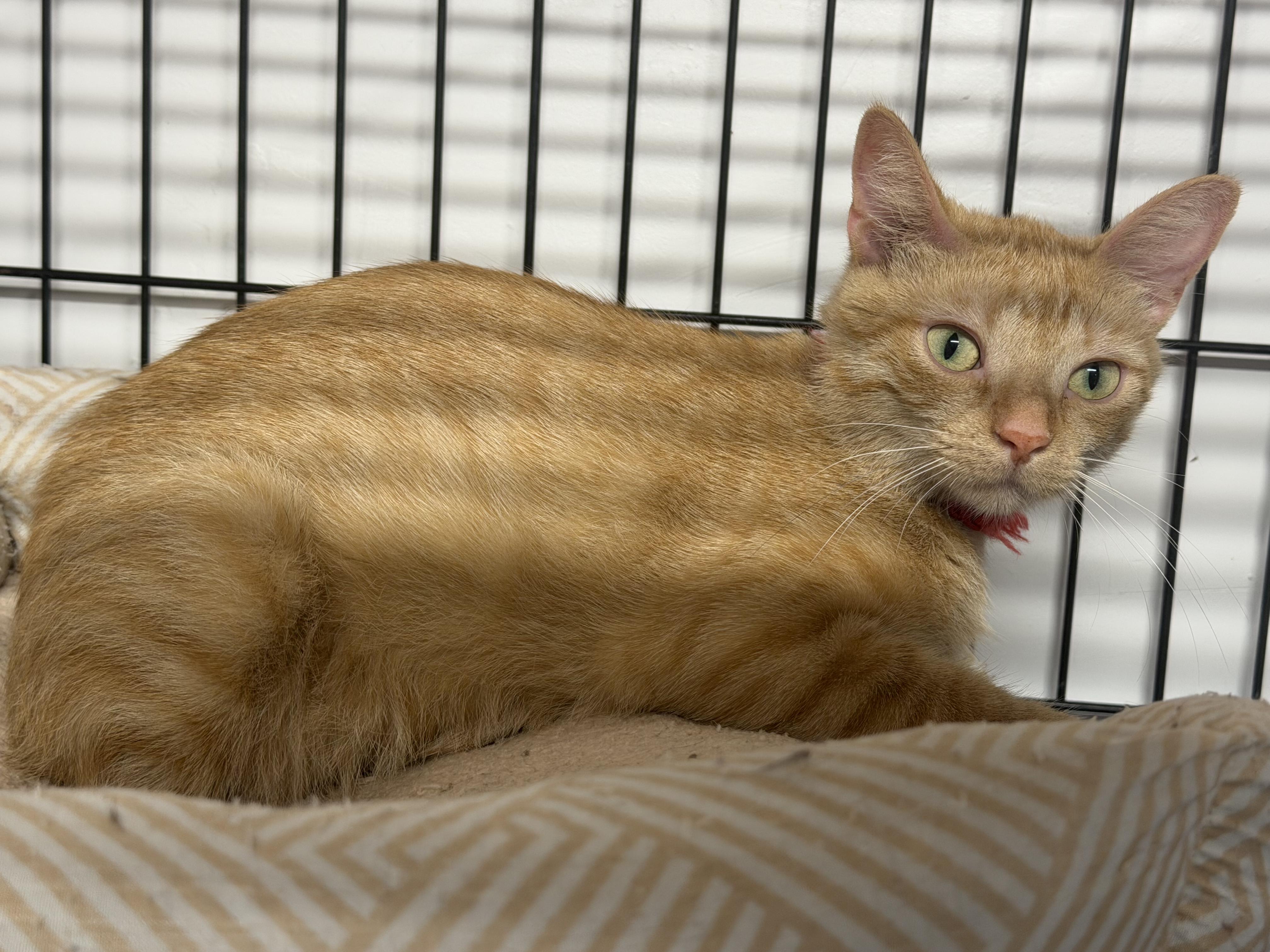 Oren, Adoptable, Adult Male Domestic Short Hair.