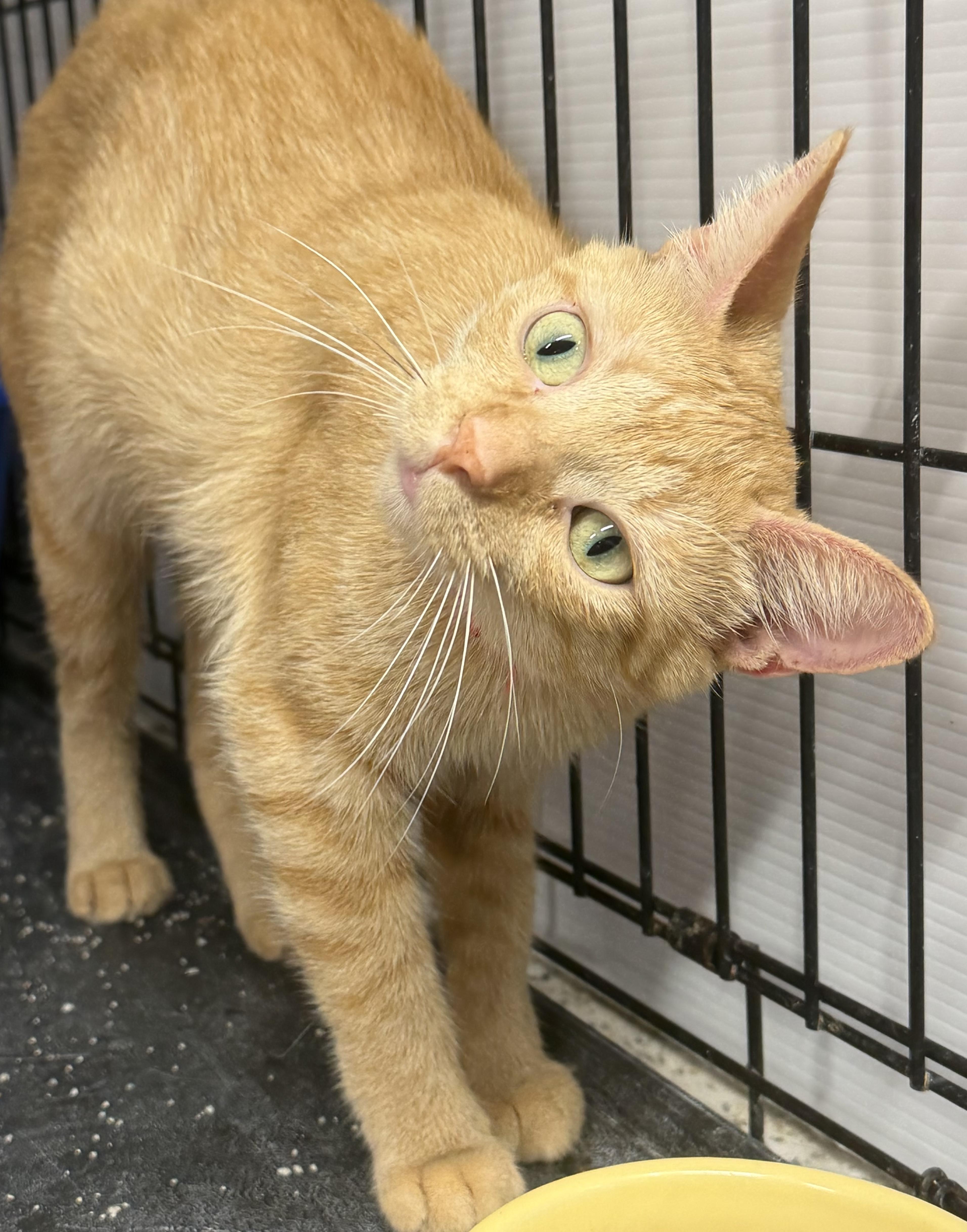 Enlarge Oren, a Adoptable Domestic Short Hair in Mears, MI image 5/5