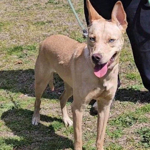 Halo, a Adoptable mixed breed in CAPE MAY, NJ image 1/6