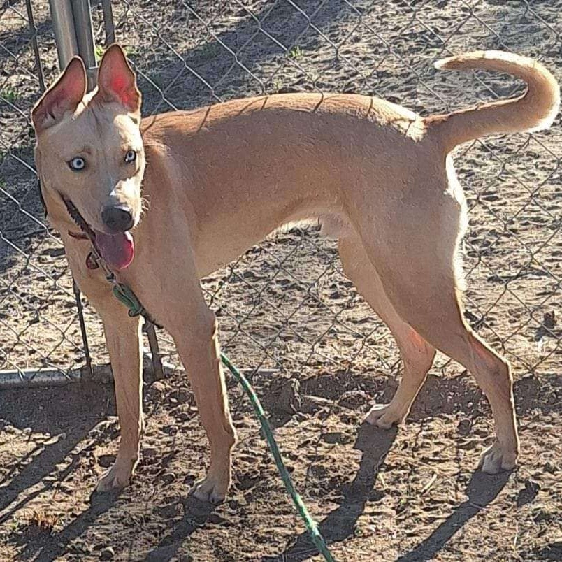 Halo, a Adoptable mixed breed in CAPE MAY, NJ image 5/6