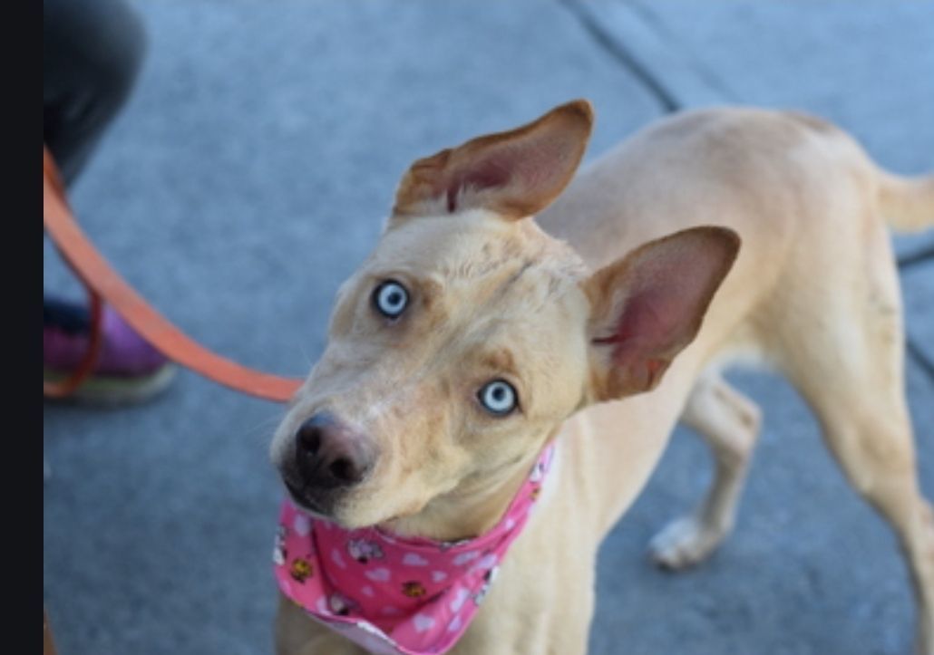 Halo, a Adoptable mixed breed in CAPE MAY, NJ image 6/6