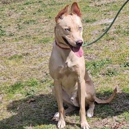 Halo, a Adoptable mixed breed in CAPE MAY, NJ image 3/6