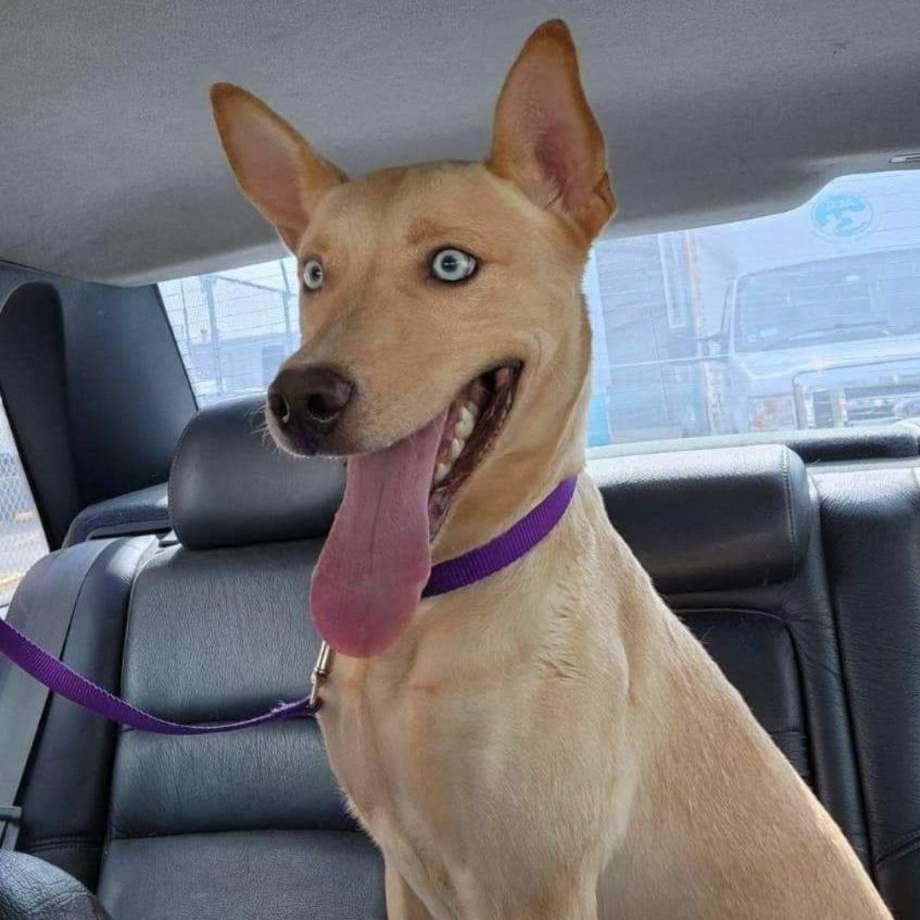 Halo, a Adoptable mixed breed in CAPE MAY, NJ image 2/6