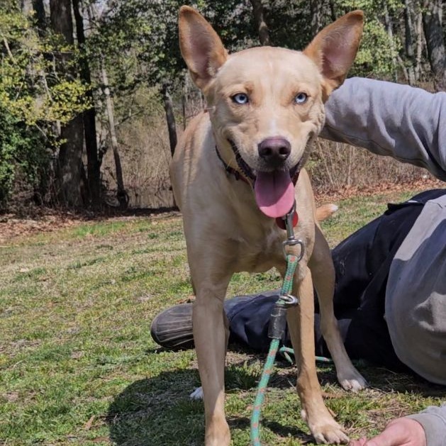 Halo, a Adoptable mixed breed in CAPE MAY, NJ image 4/6