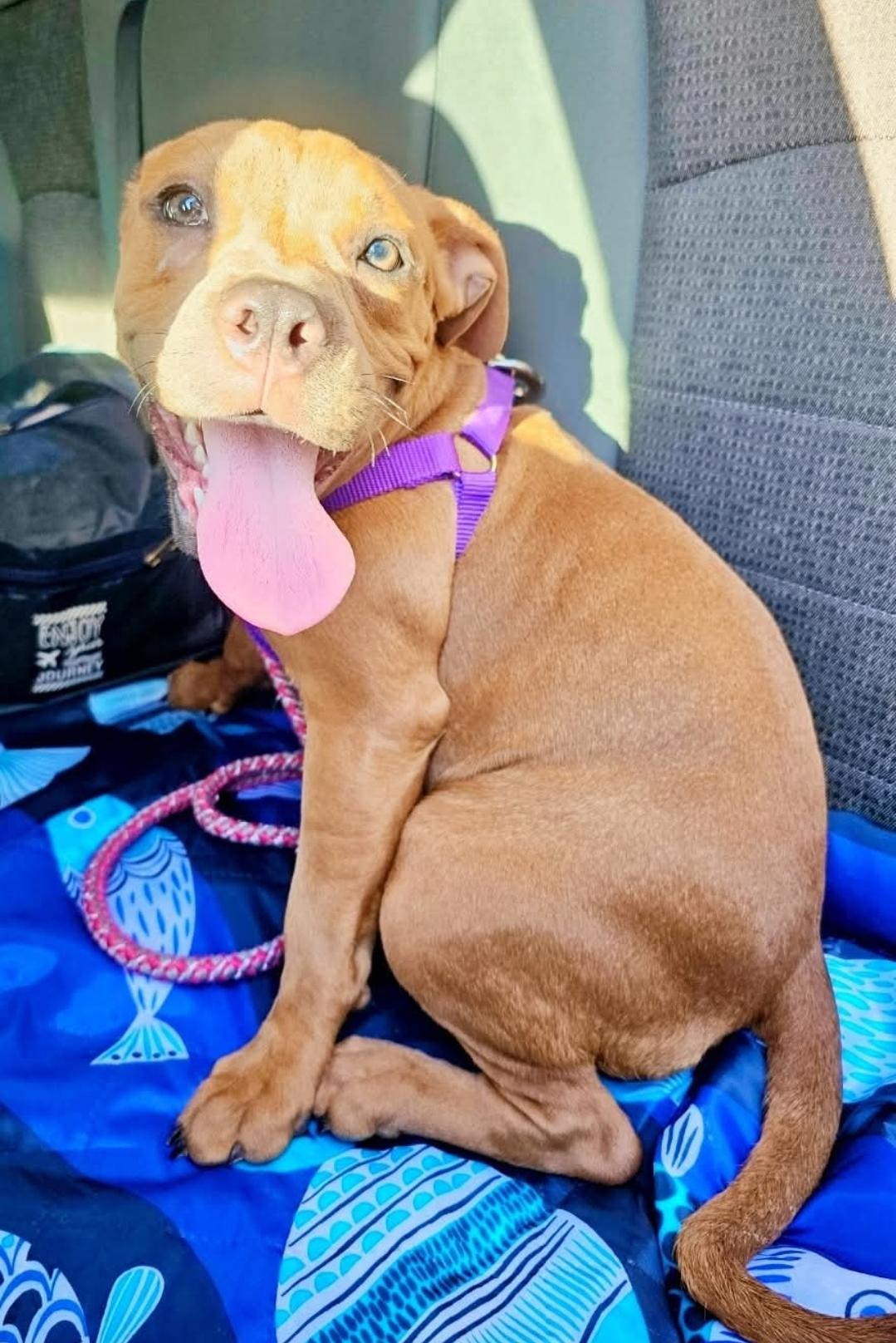 ChaCha, adopted, Young Female American Bully.