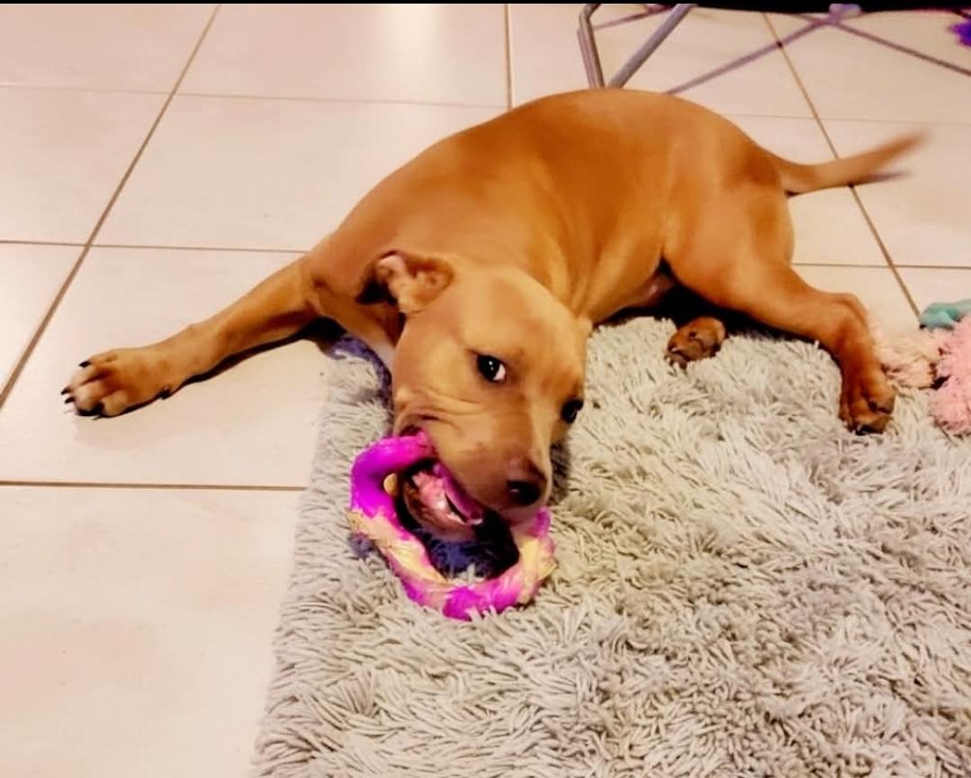 ChaCha, an adopted mixed breed in Rochester, NY image 2/5