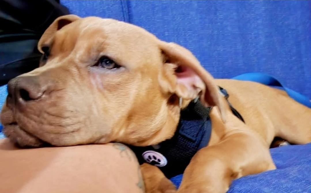 ChaCha, an adopted mixed breed in Rochester, NY image 3/5