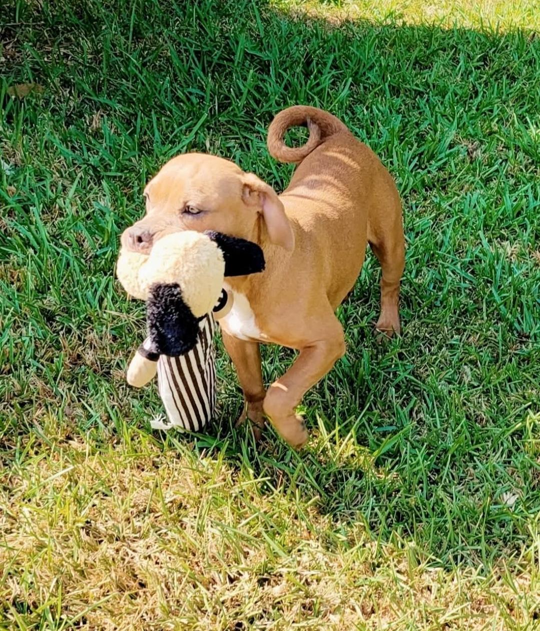 ChaCha, an adopted mixed breed in Rochester, NY image 4/5