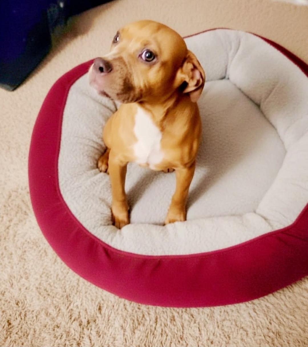 ChaCha, an adopted mixed breed in Rochester, NY image 5/5