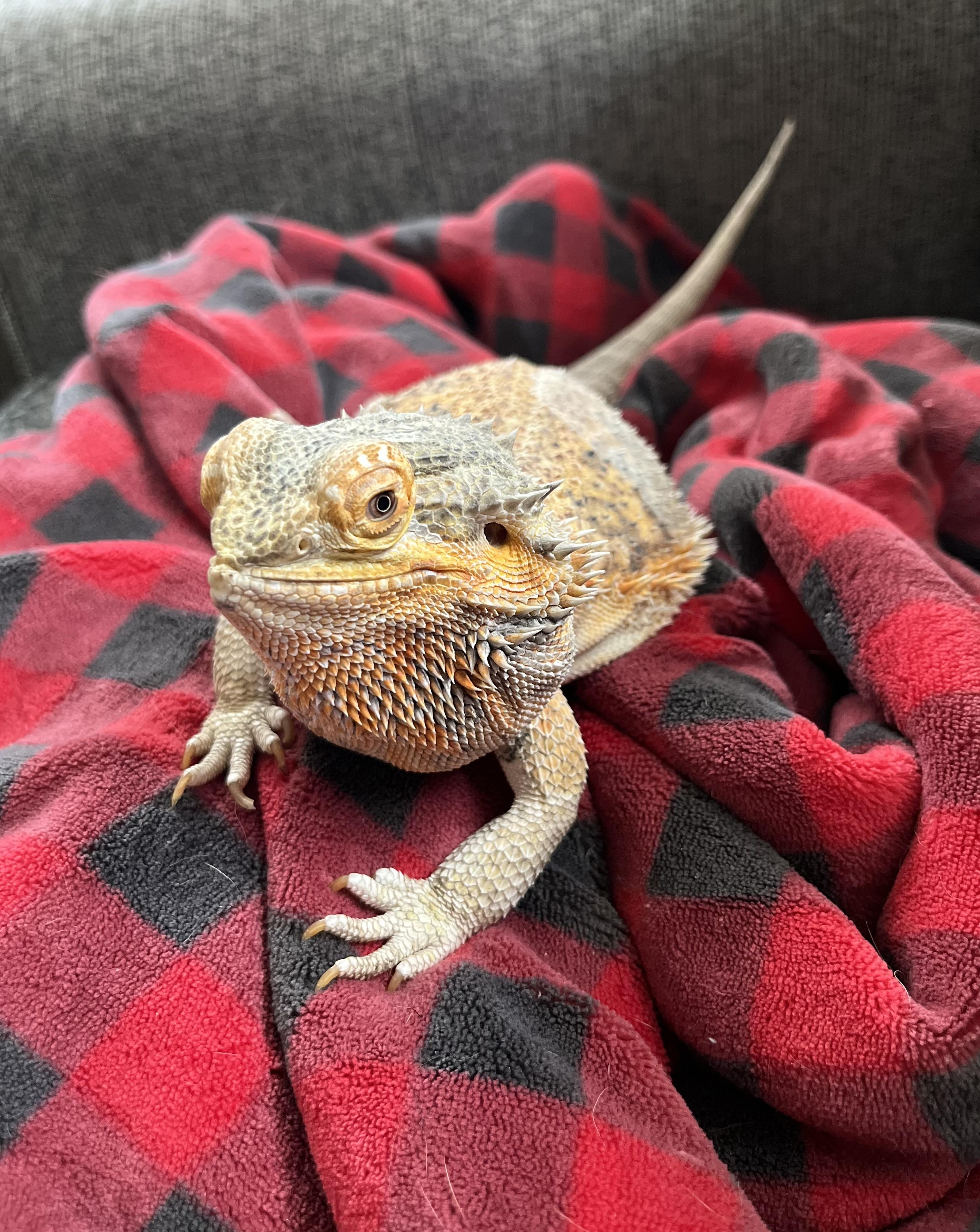 Pancake, Adopted, Adult Female Bearded Dragon.