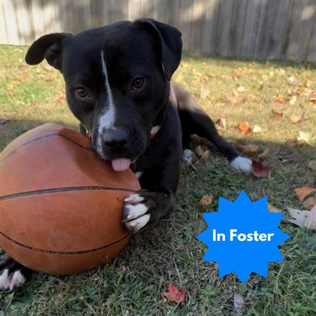 SOLOMON, Adoptable, Young Male Pit Bull Terrier & Siberian Husky.