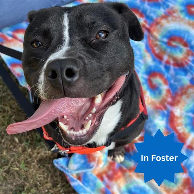 SOLOMON, Adoptable, Adult Male Pit Bull Terrier & Siberian Husky.