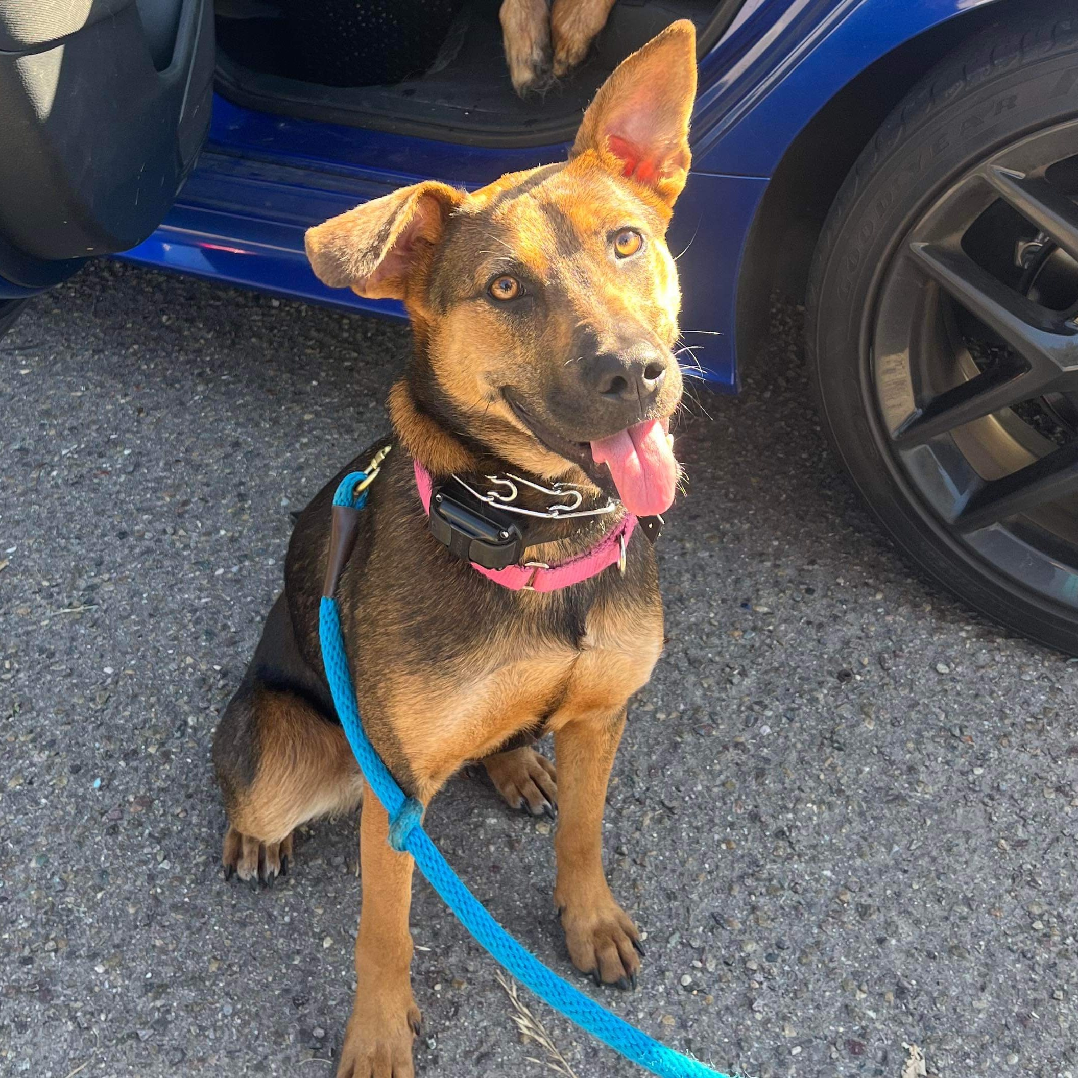 Enlarge JoJo, a Adoptable German Shepherd Dog in San Diego, CA image 3/3