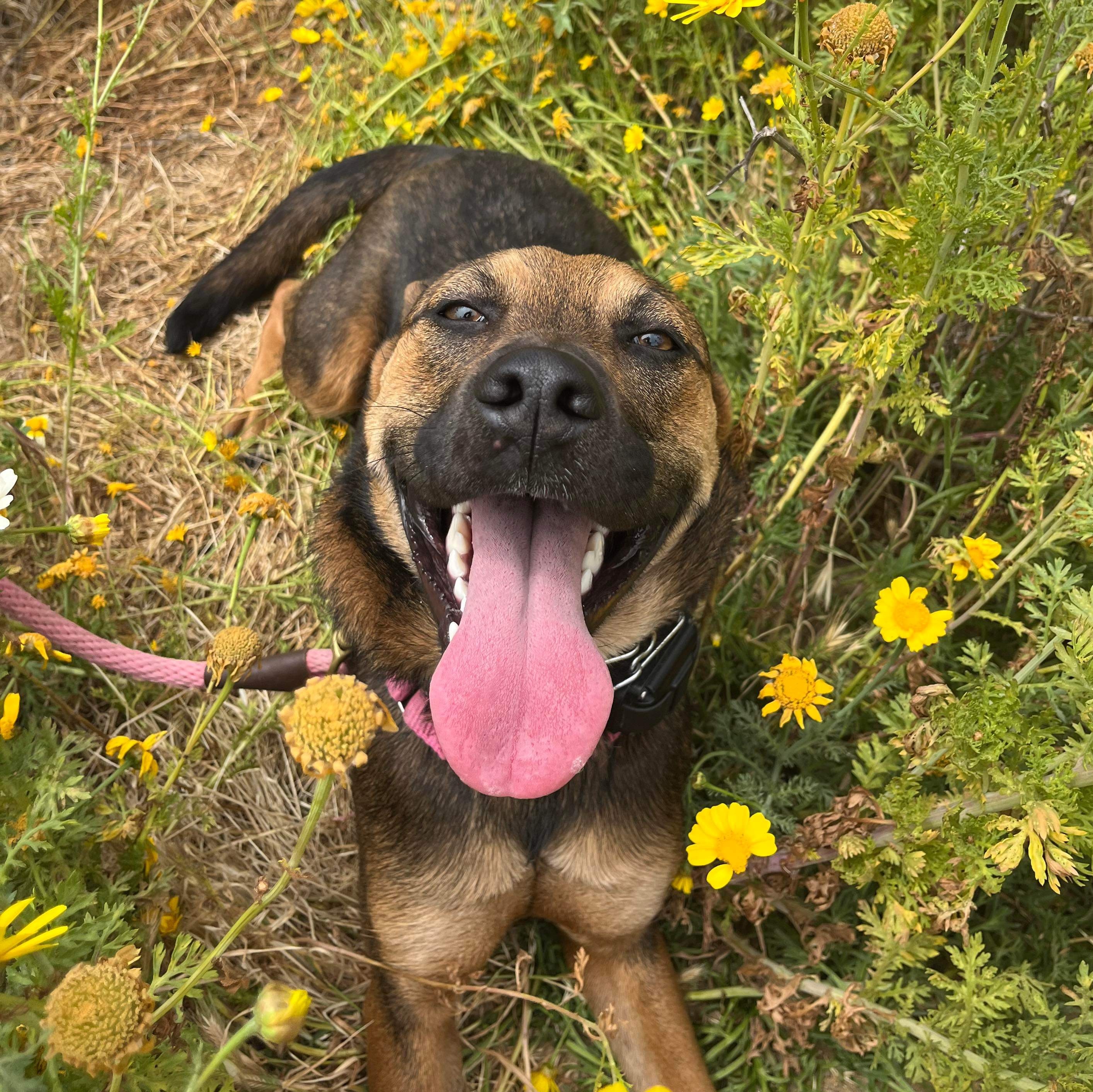 Enlarge JoJo, a Adoptable German Shepherd Dog in San Diego, CA image 2/3