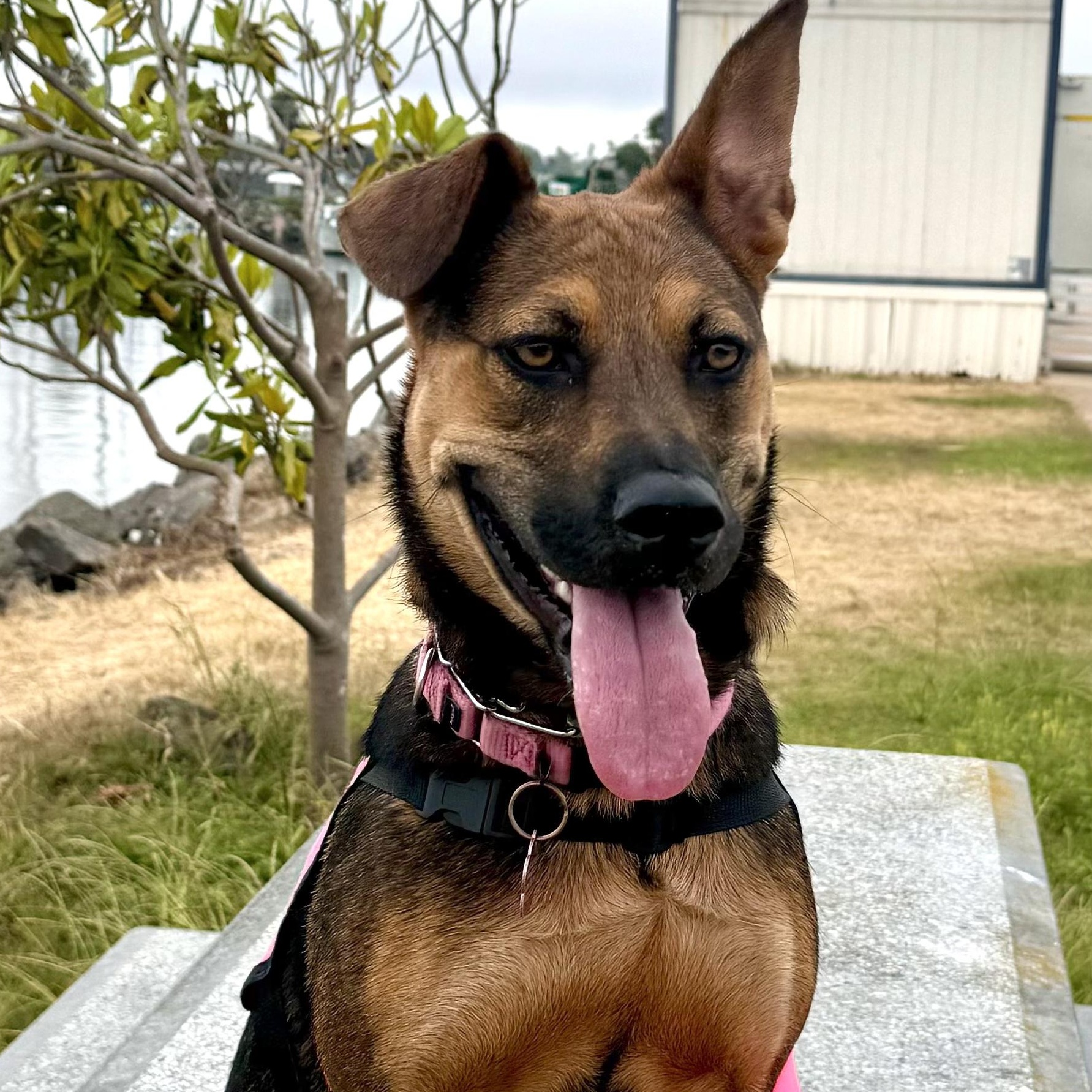 Enlarge JoJo, a Adoptable German Shepherd Dog in San Diego, CA image 1/3