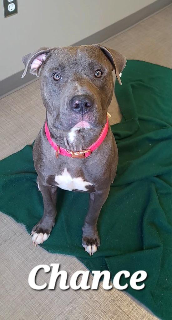 Chance Yrly 342, a Adoptable Pit Bull Terrier in Sidney, OH image 1/6