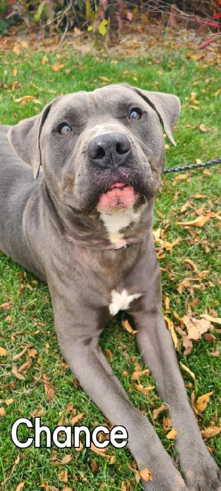 Chance Yrly 342, a Adoptable Pit Bull Terrier in Sidney, OH image 3/6
