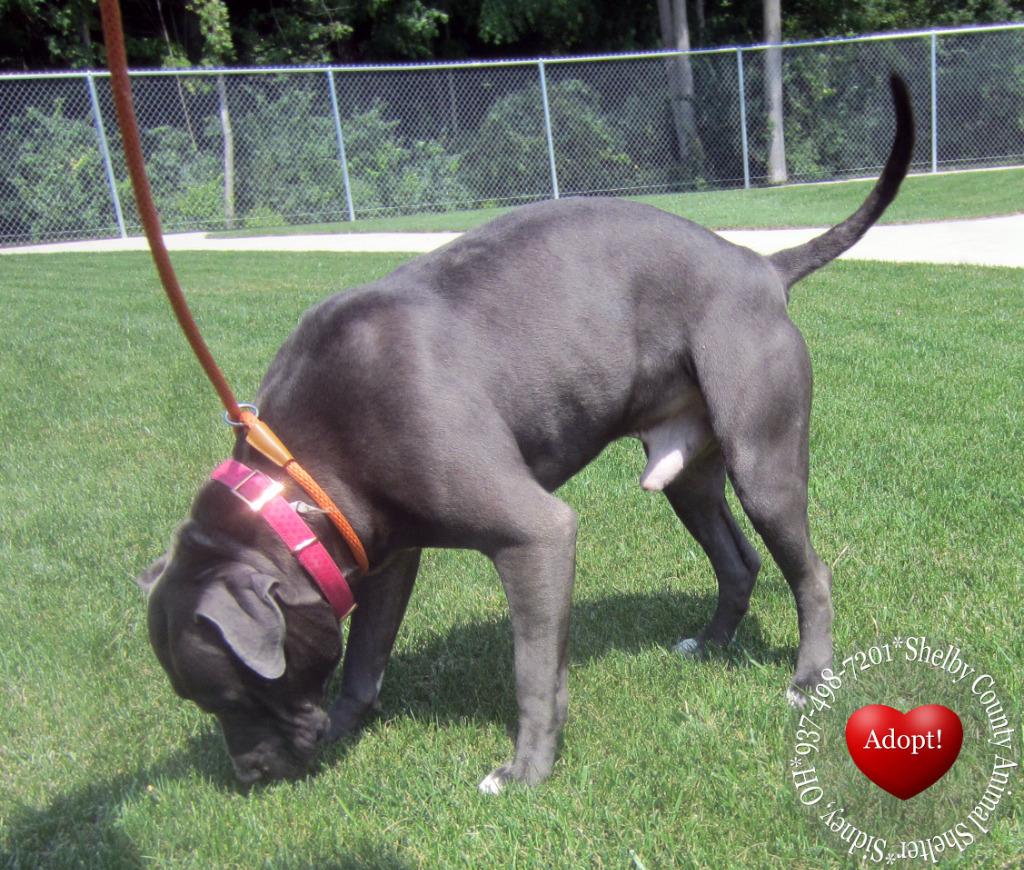 Chance Yrly 342, Adoptable, Young Male Pit Bull Terrier.