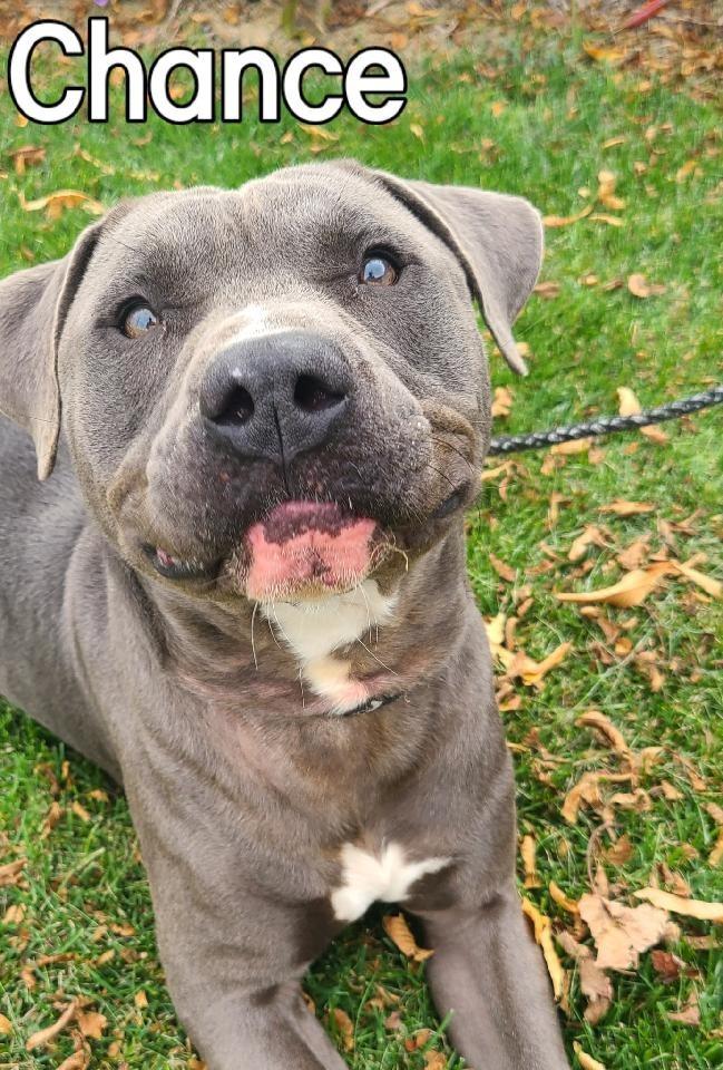 Chance Yrly 342, a Adoptable Pit Bull Terrier in Sidney, OH image 4/6