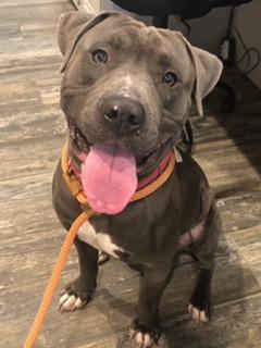 Chance Yrly 342, a Adoptable Pit Bull Terrier in Sidney, OH image 5/6