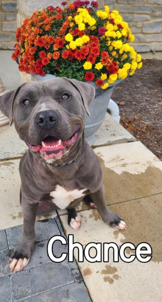 Chance Yrly 342, a Adoptable Pit Bull Terrier in Sidney, OH image 6/6