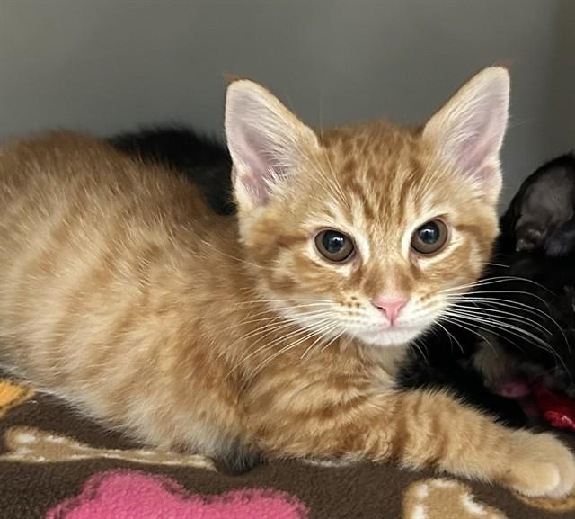 CHESTNUT, Adoptable, Kitten Male Domestic Short Hair.