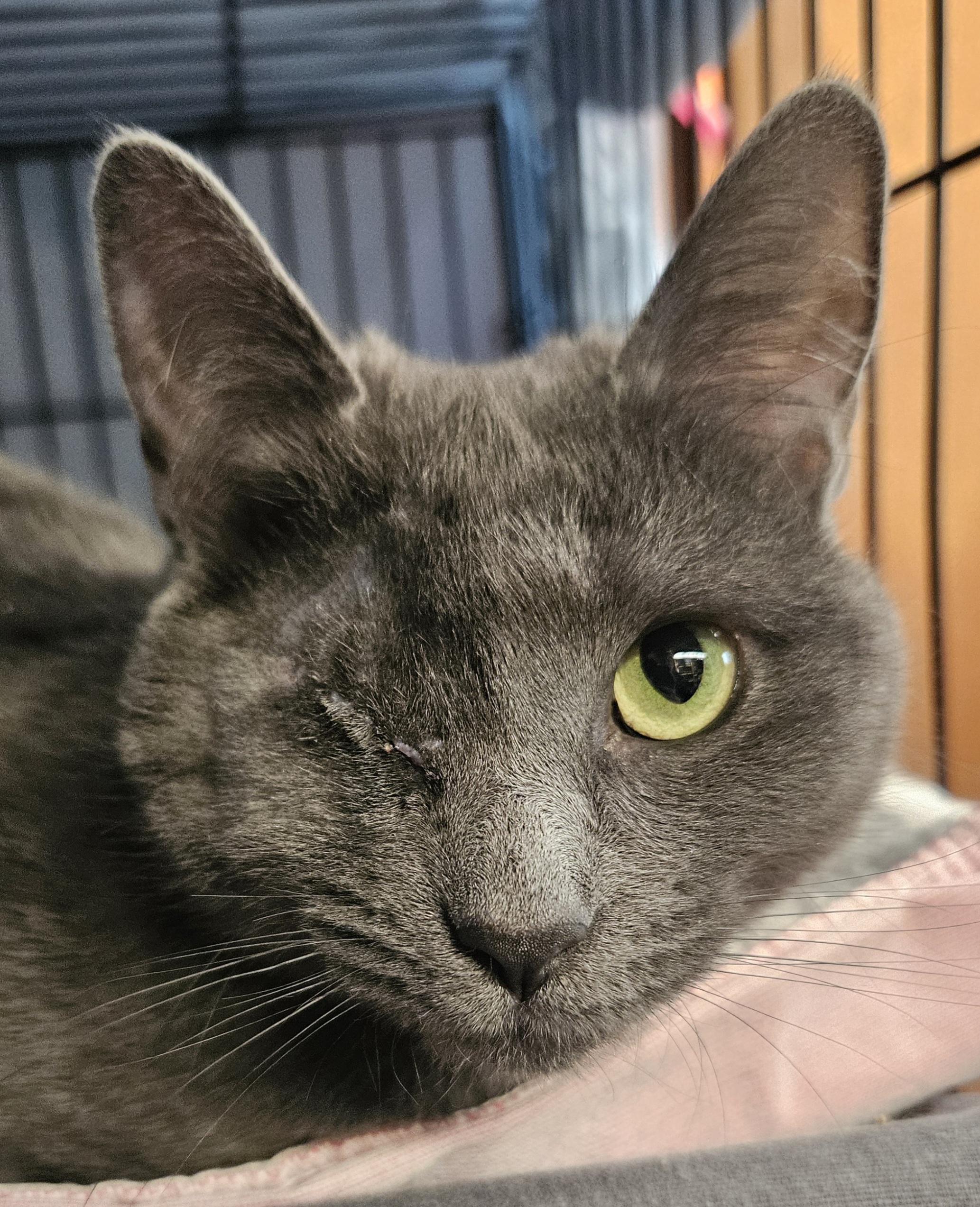Enlarge Rainey, an adoptable mixed breed in Madison, CT image 1/1