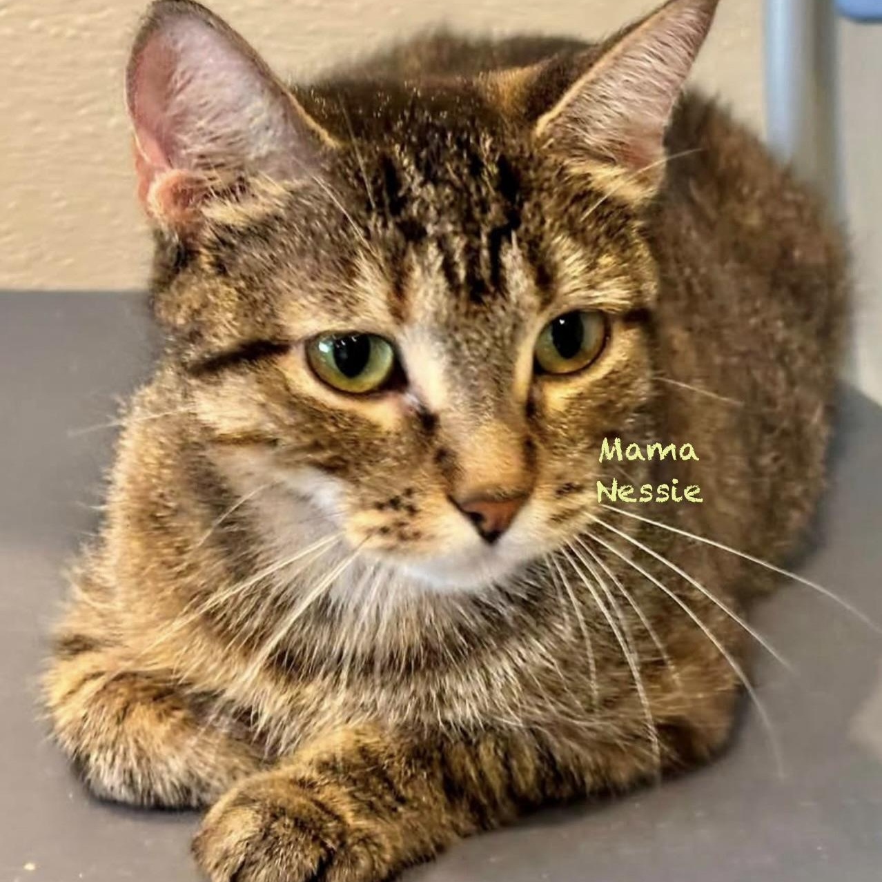 Enlarge Mama Nessie, a Adopted mixed breed in Palatine, IL image 2/3