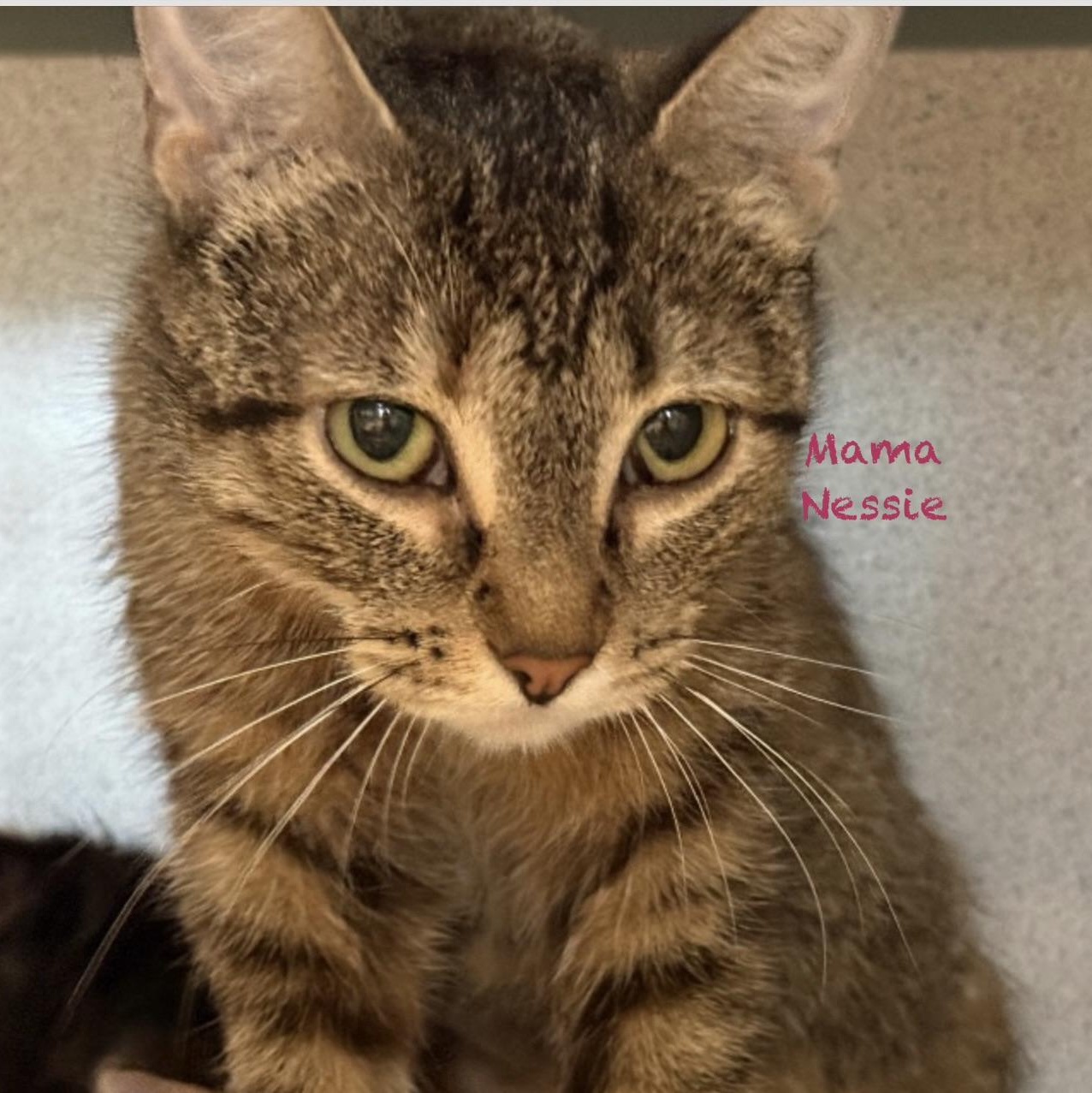 Enlarge Mama Nessie, a Adopted mixed breed in Palatine, IL image 1/3