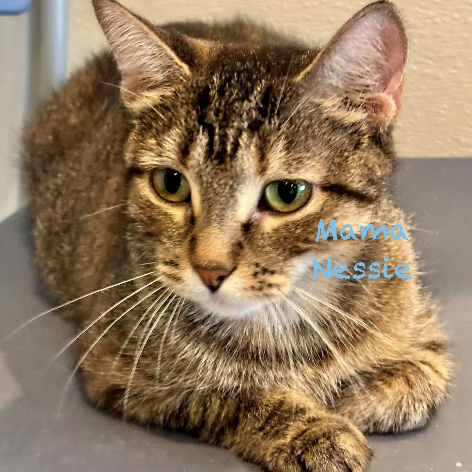 Enlarge Mama Nessie, a Adopted mixed breed in Palatine, IL image 3/3