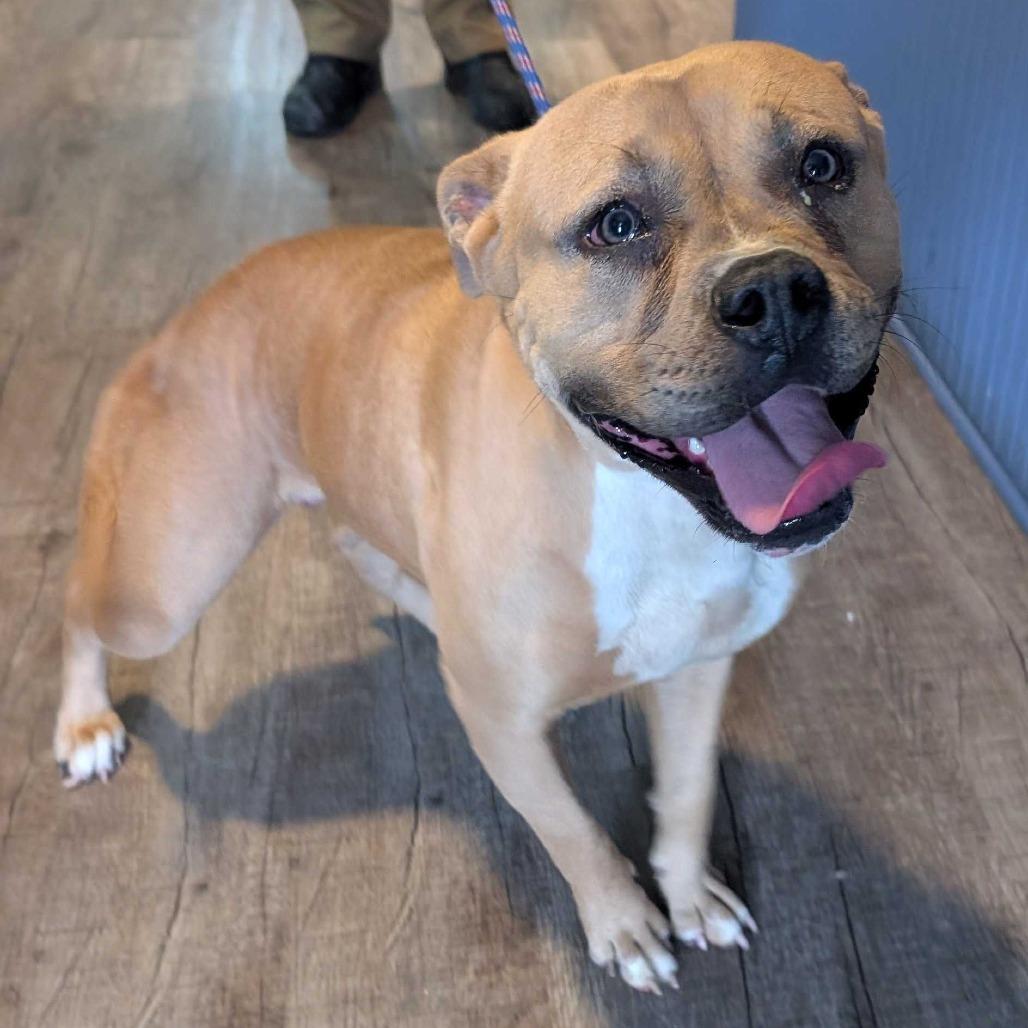 Baby Girl, Adoptable, Adult Female Pit Bull Terrier.