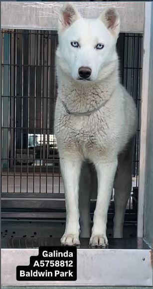 GALINDA, Adoptable, Young Female Siberian Husky.