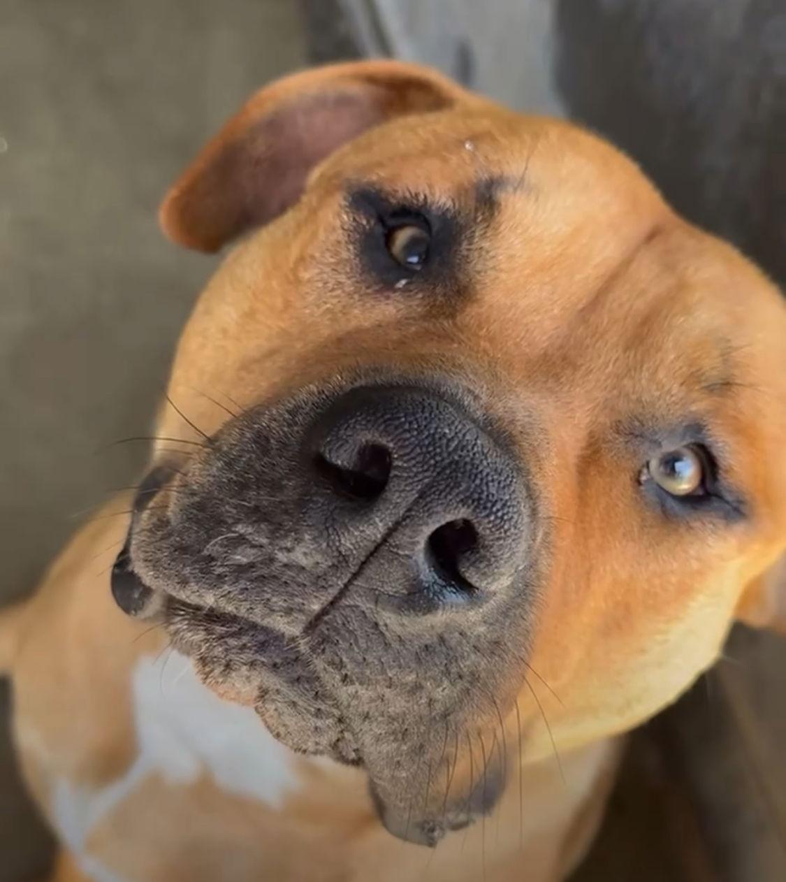 Bruno, Adoptable, Young Male Mixed Breed.