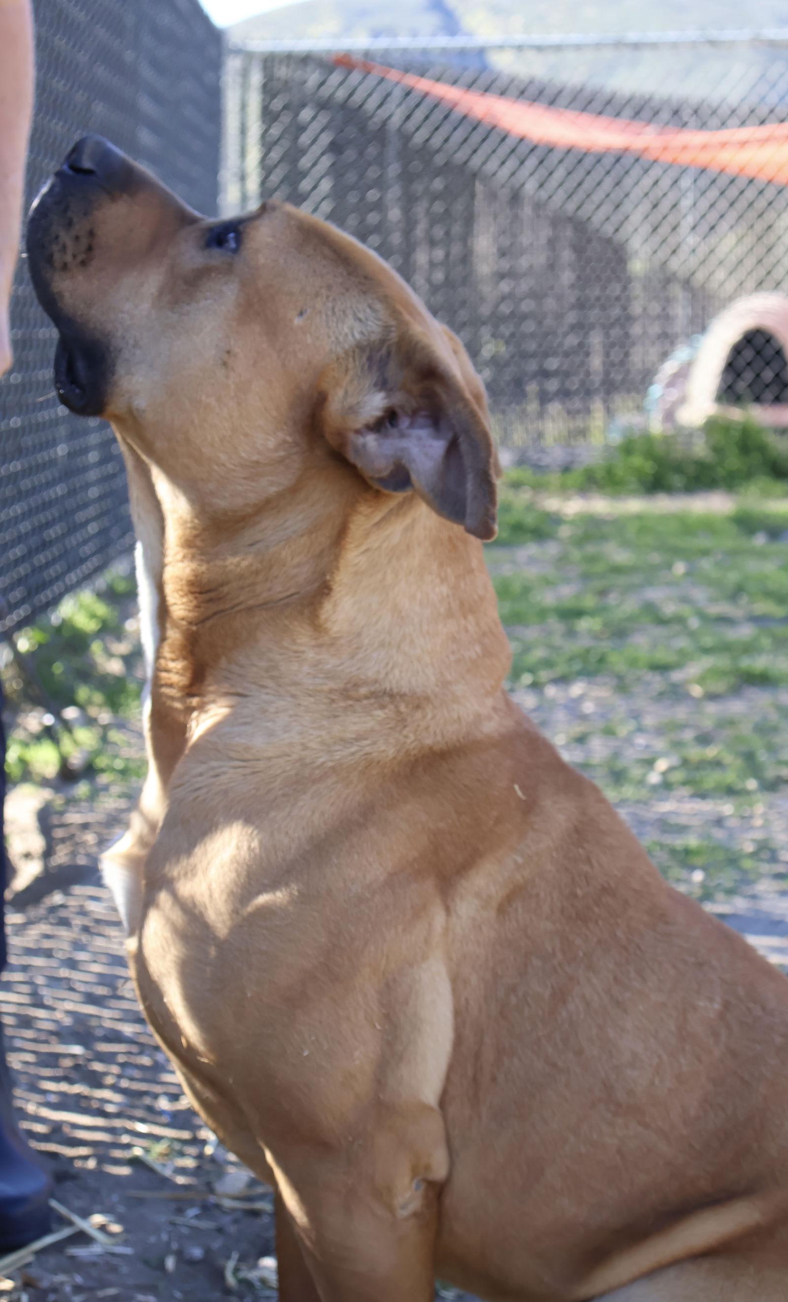 Enlarge Bruno, a Adoptable Mixed Breed in Rancho Cucamonga, CA image 1/3