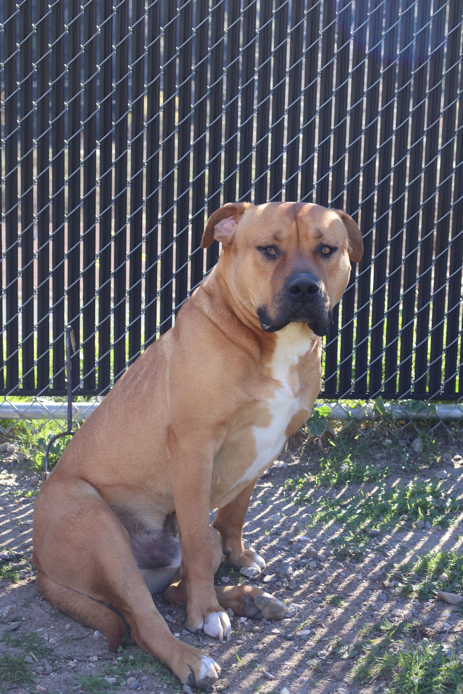 Enlarge Bruno, a Adoptable Mixed Breed in Rancho Cucamonga, CA image 2/3