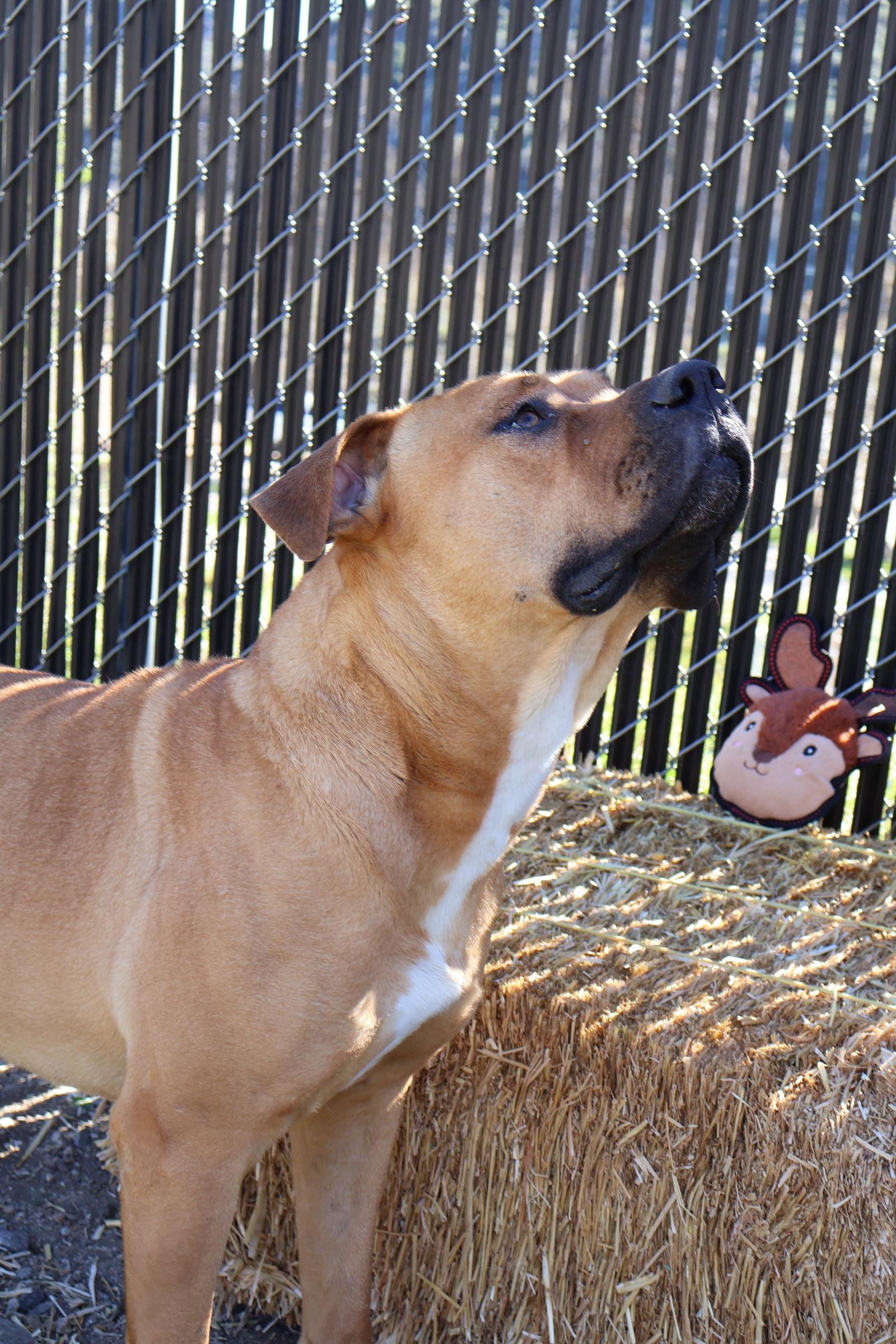 Enlarge Bruno, a Adoptable Mixed Breed in Rancho Cucamonga, CA image 3/3