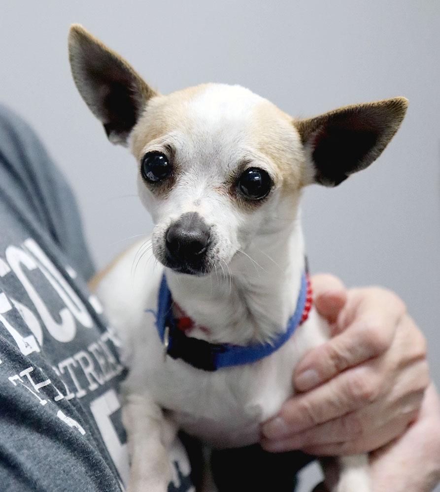 Sanson (AO35892), adopted, Adult Male Chihuahua.