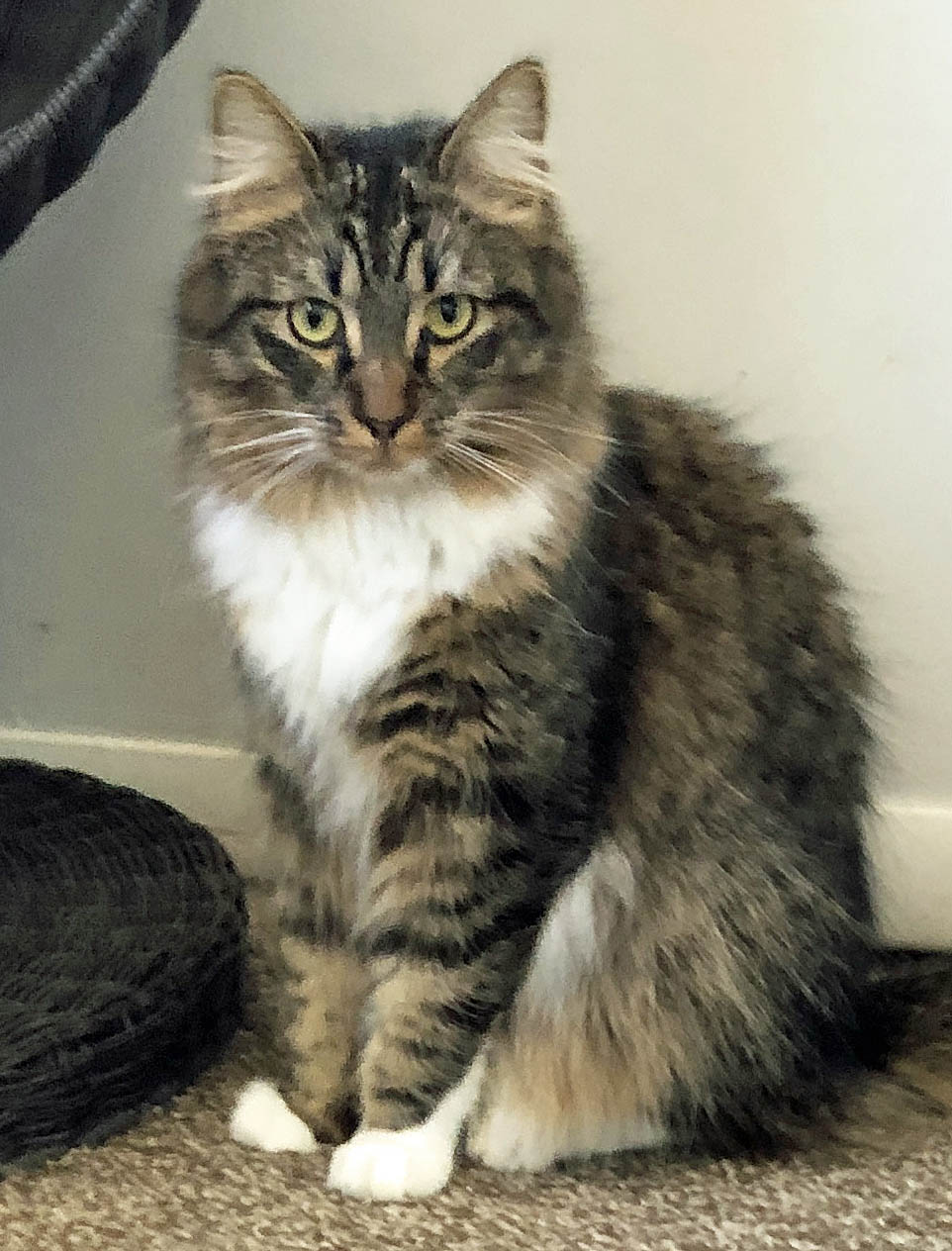 Skye, an adoptable Domestic Medium Hair in Prescott, AZ, 86301 | Photo Image 1