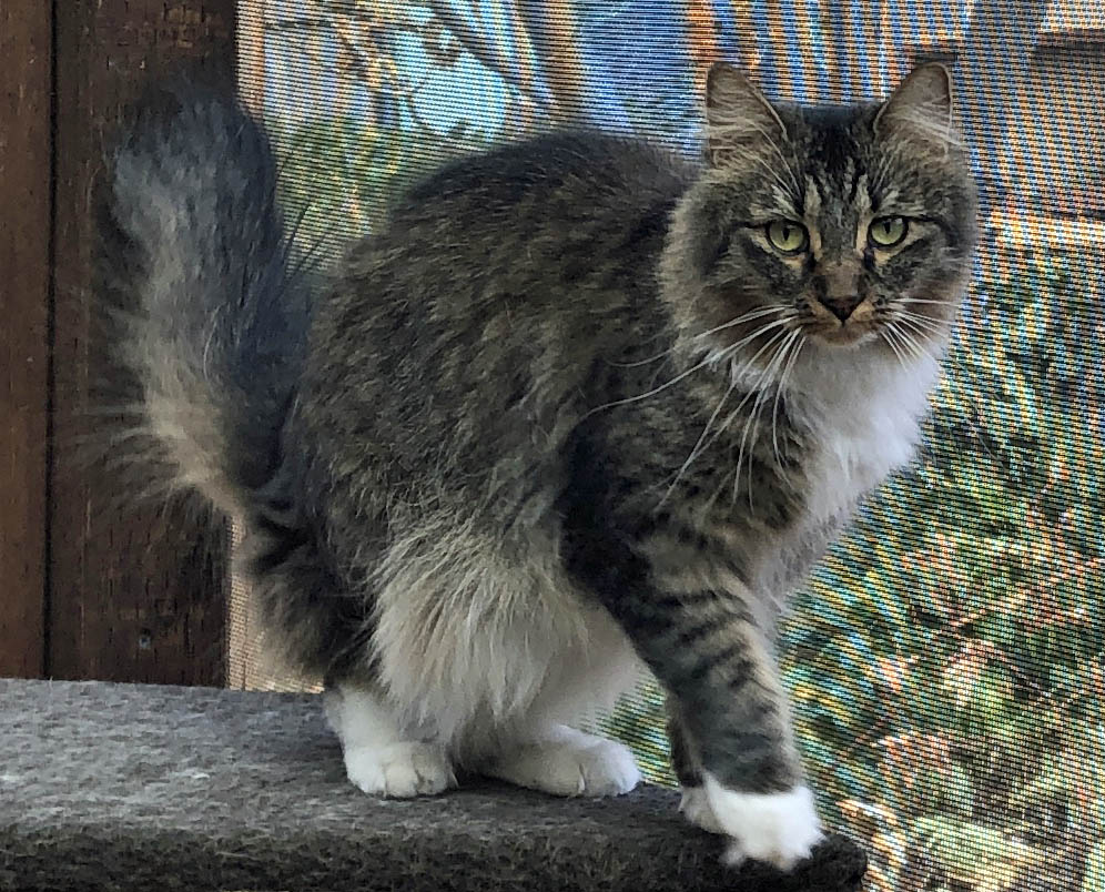Skye, an adoptable Domestic Medium Hair in Prescott, AZ, 86301 | Photo Image 2