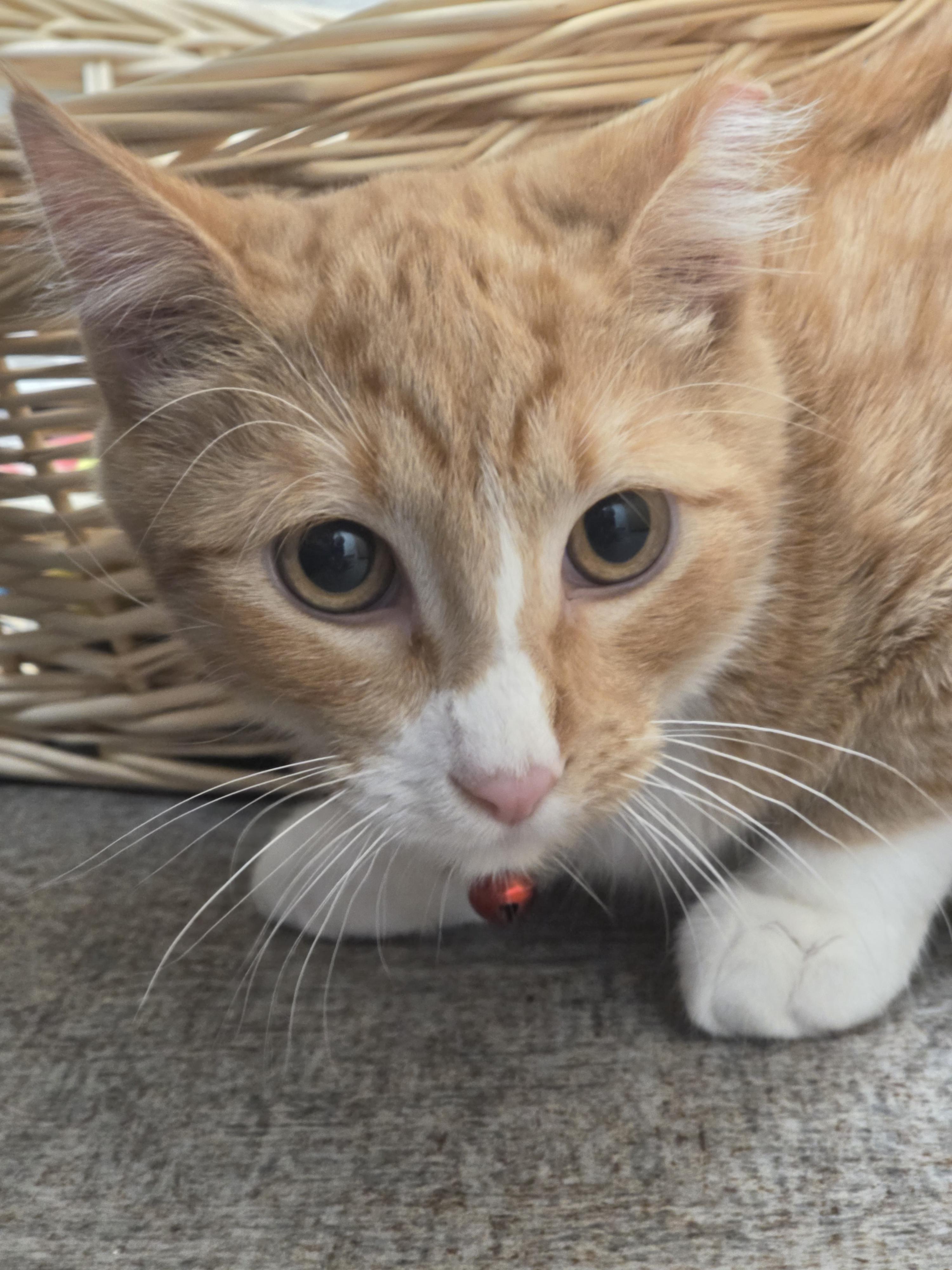 Enlarge Tango, a Adoptable Domestic Short Hair in Pocatello, ID image 2/6