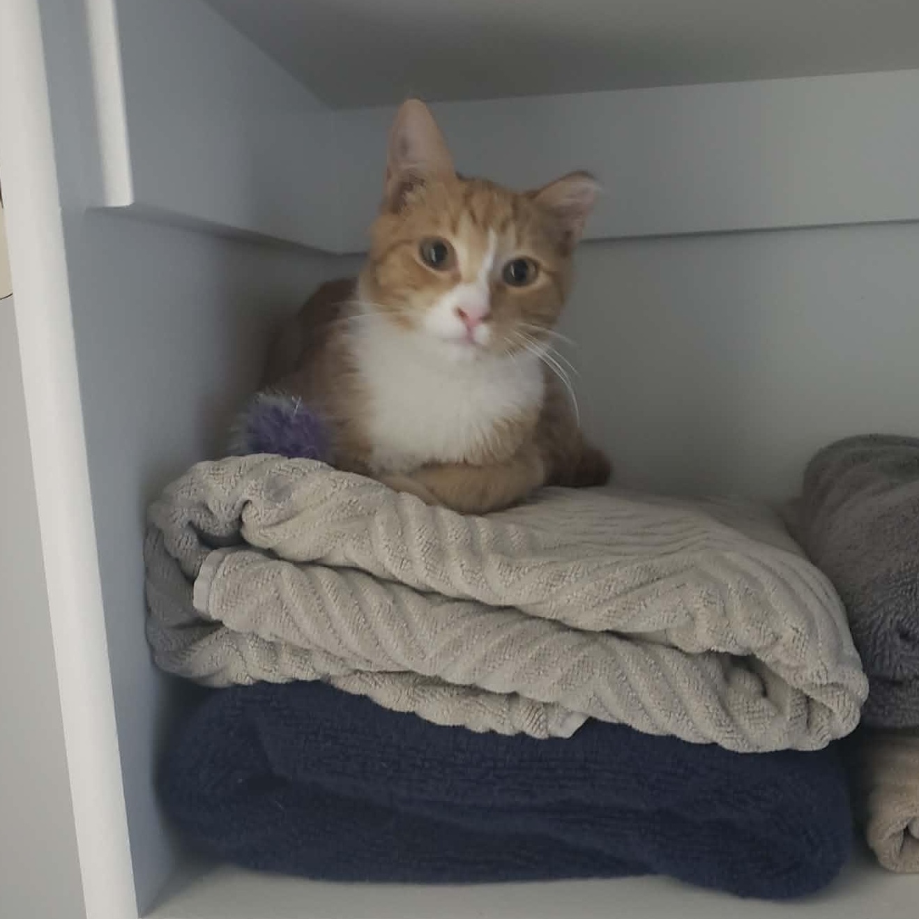 Enlarge Tango, a Adoptable Domestic Short Hair in Pocatello, ID image 3/6