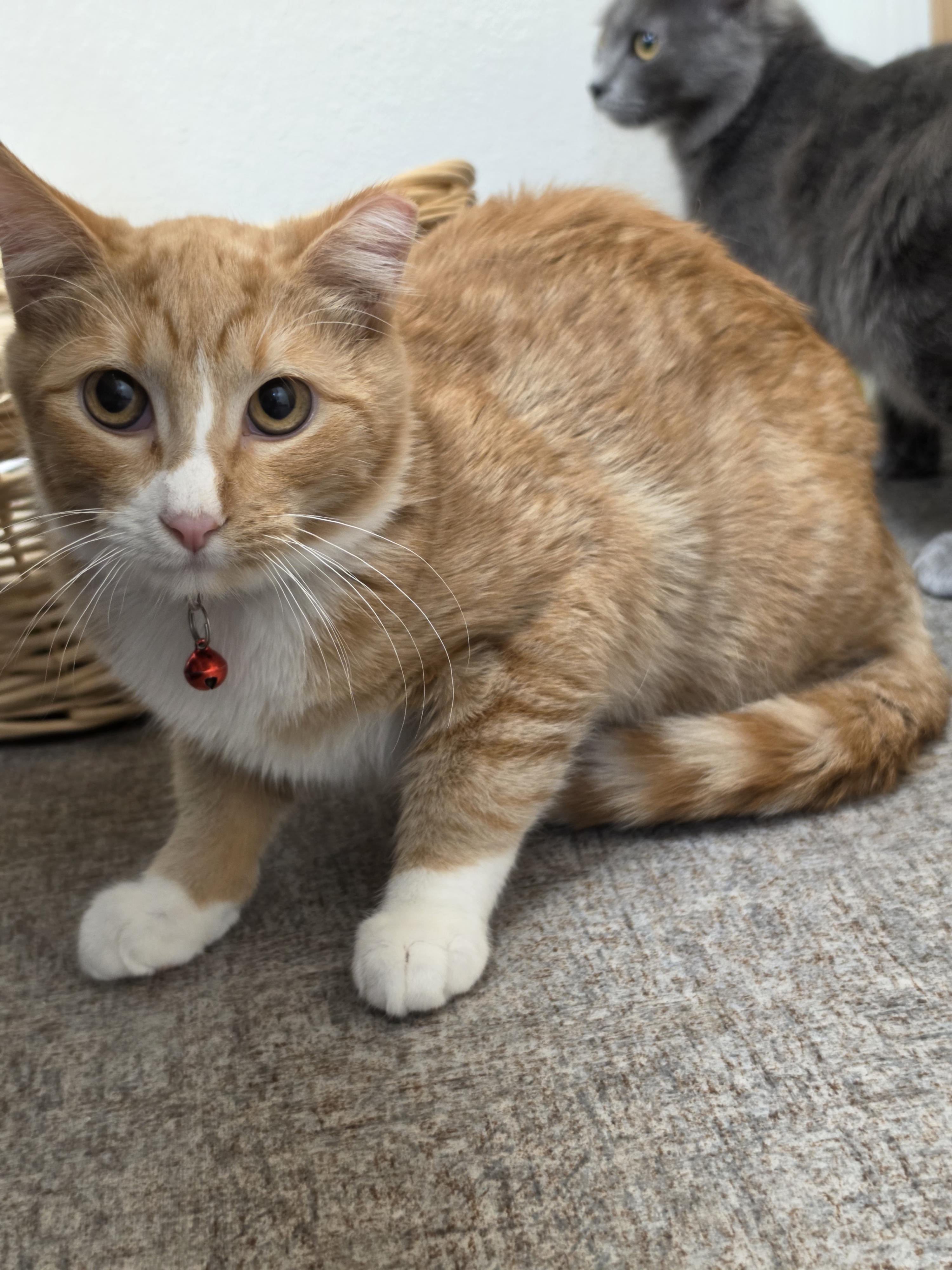 Enlarge Tango, a Adoptable Domestic Short Hair in Pocatello, ID image 6/6
