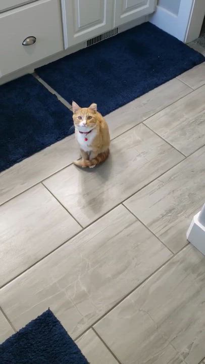 Enlarge Tango, a Adoptable Domestic Short Hair in Pocatello, ID video 5/6