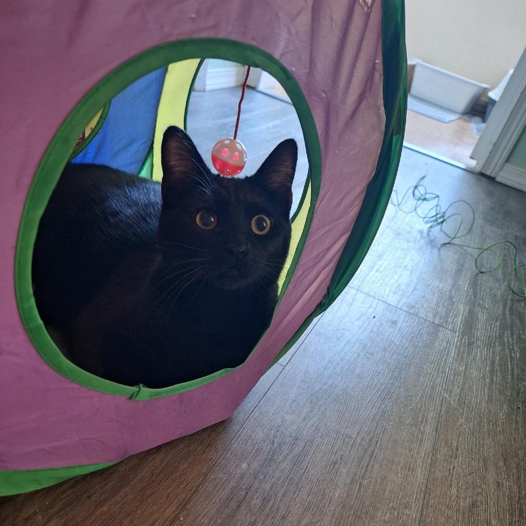 Onyx (Fmr Ganymede), Adoptable, Young Male Domestic Short Hair.
