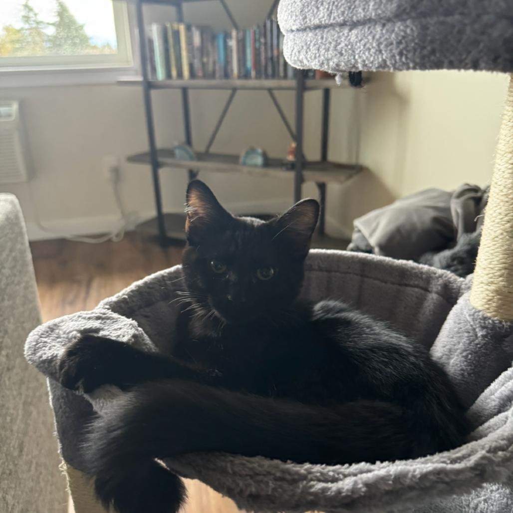 Onyx (Fmr Ganymede), Adoptable, Young Male Domestic Short Hair.
