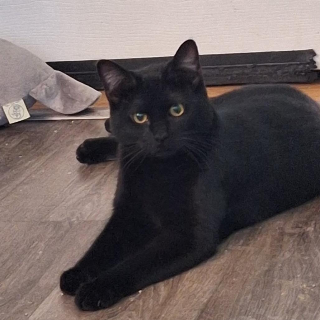 Onyx (Fmr Ganymede), a Adoptable Domestic Short Hair in Ferndale, WA image 2/3