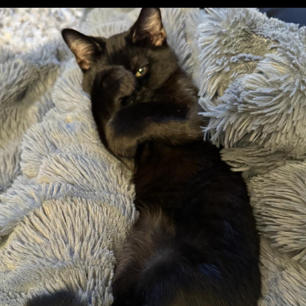 Enlarge Onyx (Fmr Ganymede), a Adoptable Domestic Short Hair in Ferndale, WA image 2/3